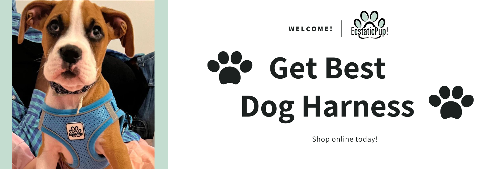 Upgrade Your Dog's Lifestyle with These Amazing Products
